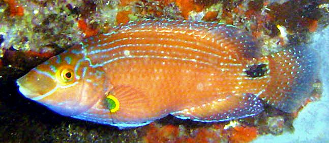 Symphodus mediterraneus_00000009